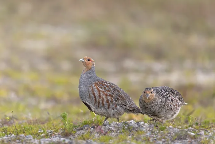 Framed Print : While the grey partridge (Perdix perdix) cock often stops and watches