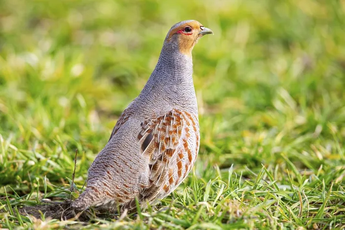 Framed Print : Grey partridge (Perdix perdix) Germany Framed Print : Grey partridge (Perdix perdix) Germany