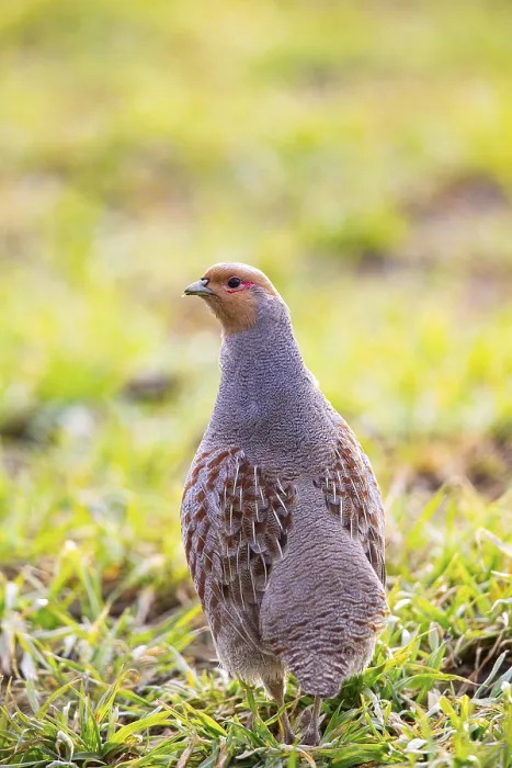 Framed Print : Grey partridge (Perdix perdix) Germany