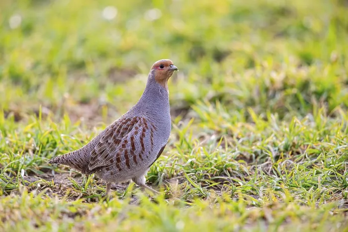 Framed Print : Grey partridge (Perdix perdix) Germany Framed Print : Grey partridge (Perdix perdix) Germany