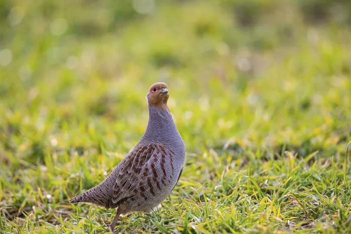 Framed Print : Grey partridge (Perdix perdix) Germany