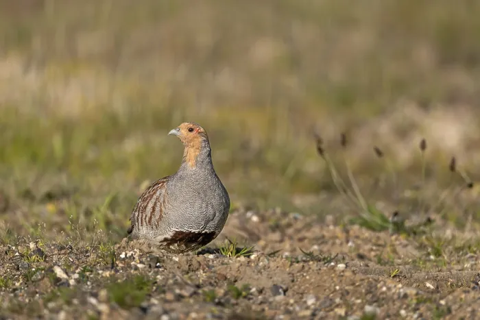 Framed Print : The grey partridge (Perdix perdix) is perfectly adapted to its original habitat