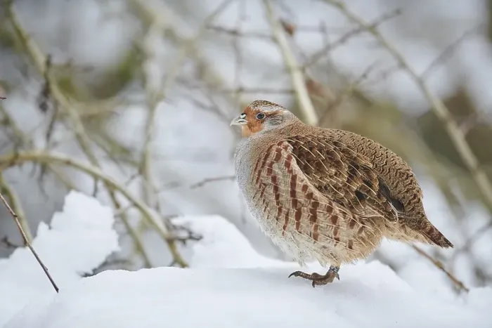 Framed Print : Grey partridge (Perdix perdix) in the snow