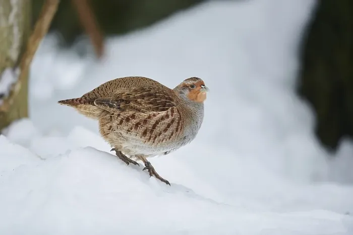 Framed Print : Grey partridge (Perdix perdix) in the snow Framed Print : Grey partridge (Perdix perdix) in the snow