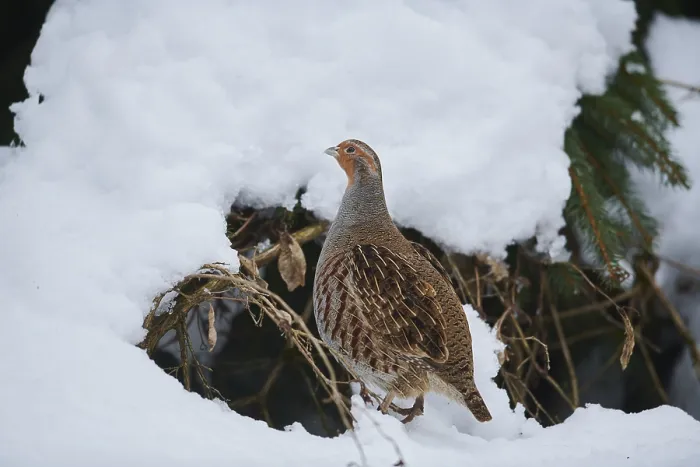 Framed Print : Grey partridge (Perdix perdix) in the snow