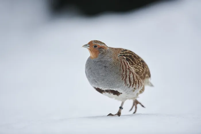 Framed Print : Grey partridge (Perdix perdix) in the snow
