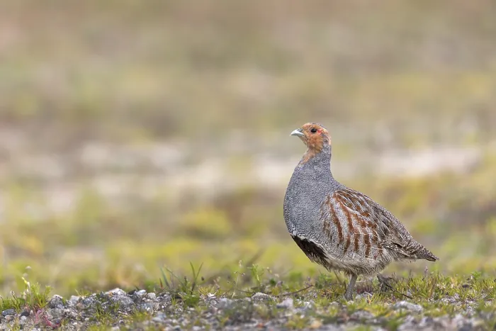 Framed Print : A grey partridge (Perdix perdix) in spring with the typical dark breast patch