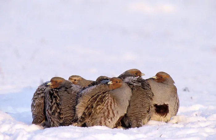 Framed Print : Grey (Perdix perdix) Partridges in winter Framed Print : Grey (Perdix perdix) Partridges in winter