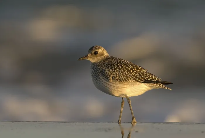Framed Print : Grey plover (Pluvialis squatorola)
