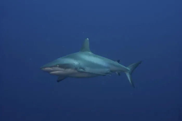 Framed Print : Grey Reef Shark (Carcharhinus amblyrhynchos)