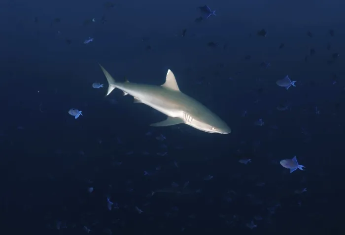 Framed Print : Grey Reef Shark (Carcharhinus amblyrhynchos)