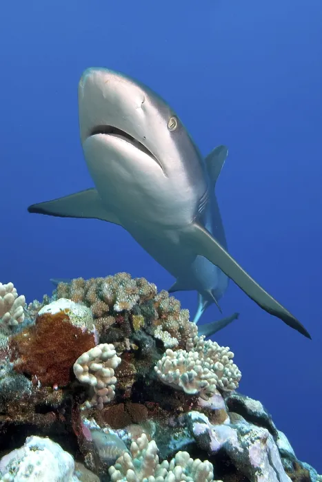 Framed Print : Grey reef shark (Carcharhinus amblyrhynchos)
