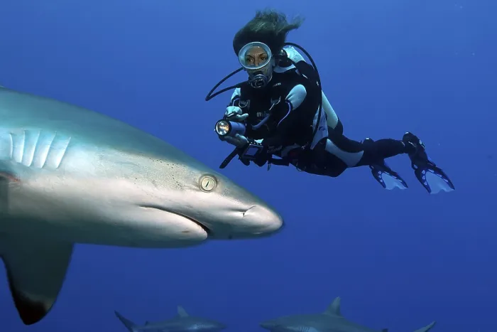 Framed Print : Grey reef shark (Carcharhinus amblyrhynchos) and diver