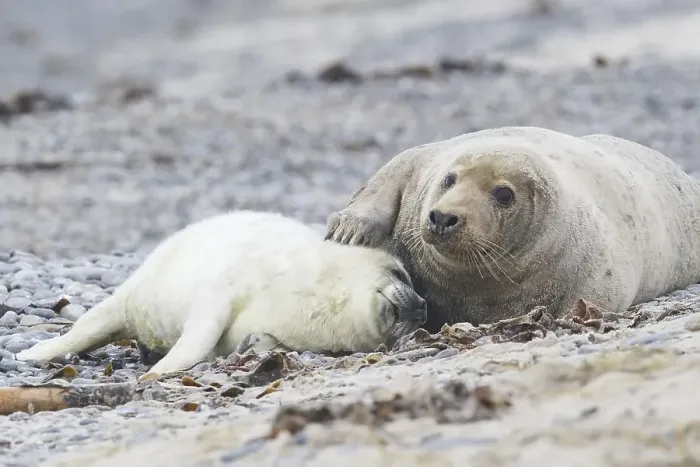 Framed Print : Grey seal, also Atlantic or horsehead seal (Halichoerus grypus)