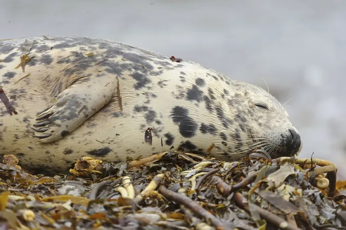 Framed Print : Grey seal, grey seals (Halichoerus grypus)