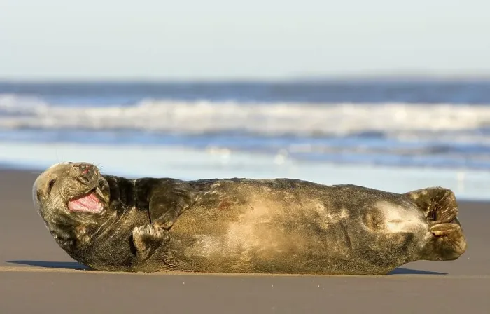 Framed Print : Grey Seal (Halichoerus grypus) Framed Print : Grey Seal (Halichoerus grypus)