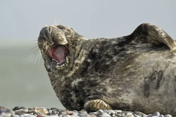Framed Print : Grey Seal (Halichoerus grypus)