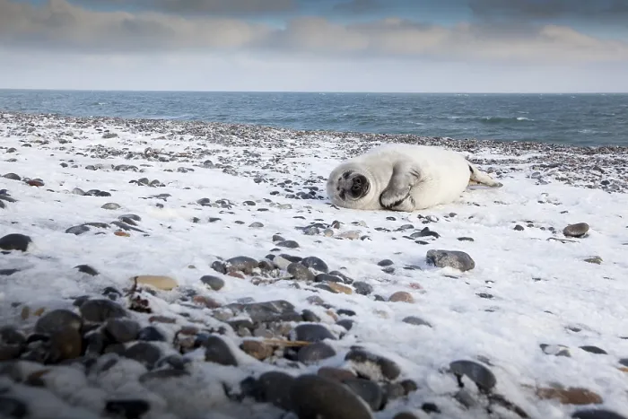 Framed Print : Grey seal (Halichoerus grypus)