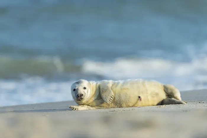 Framed Print : Grey Seal (Halichoerus grypus) Framed Print : Grey Seal (Halichoerus grypus)