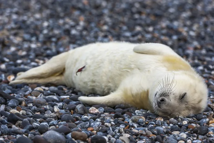 Framed Print : Grey seal (Halichoerus grypus) Framed Print : Grey seal (Halichoerus grypus)