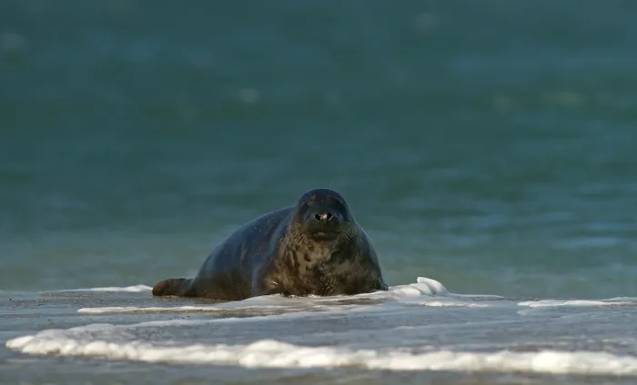 Framed Print : Grey Seal (Halichoerus grypus)