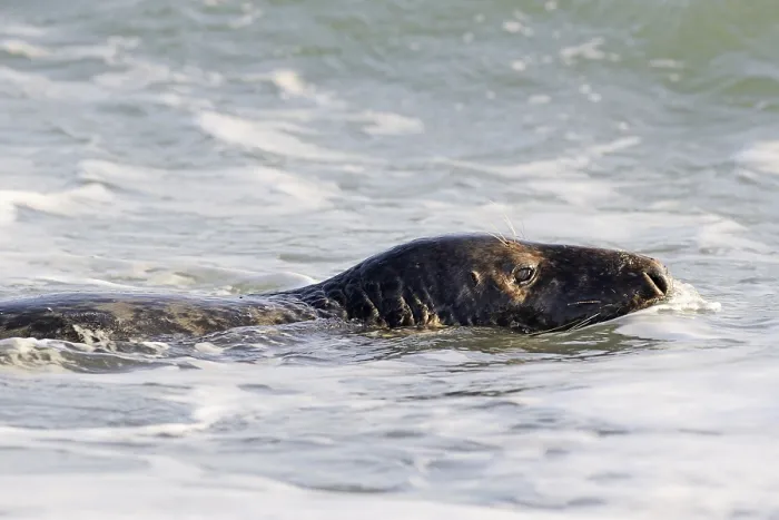 Framed Print : Grey Seal (Halichoerus grypus) Framed Print : Grey Seal (Halichoerus grypus)