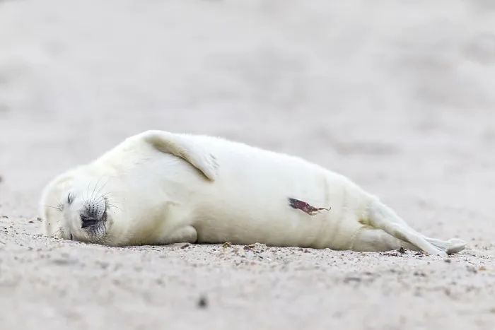 Framed Print : Grey Seal (Halichoerus grypus)