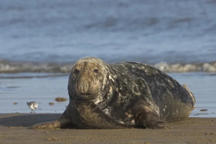 Framed Print : Grey Seal (Halichoerus grypus)