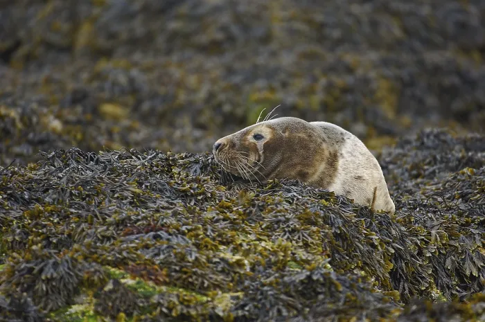 Framed Print : Grey Seal (Halichoerus grypus) Framed Print : Grey Seal (Halichoerus grypus)
