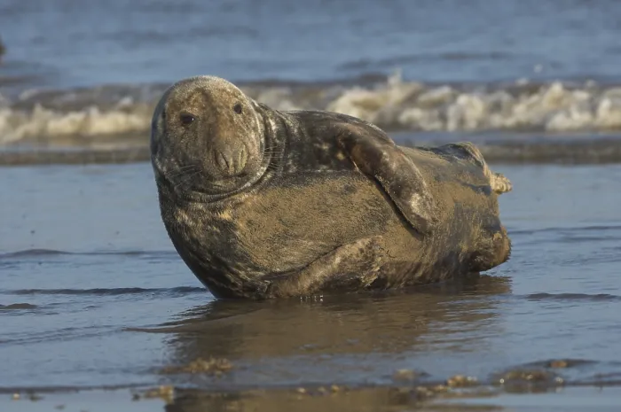 Framed Print : Grey Seal (Halichoerus grypus)