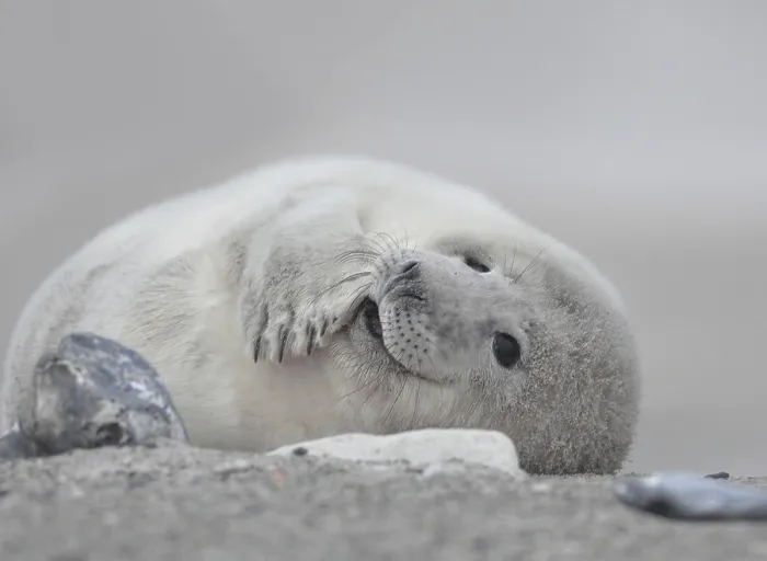 Framed Print : Grey seal (Halichoerus grypus)