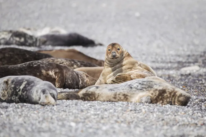 Framed Print : Grey seal (Halichoerus grypus) Framed Print : Grey seal (Halichoerus grypus)