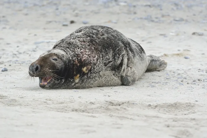 Framed Print : Grey Seal (Halichoerus grypus) Framed Print : Grey Seal (Halichoerus grypus)