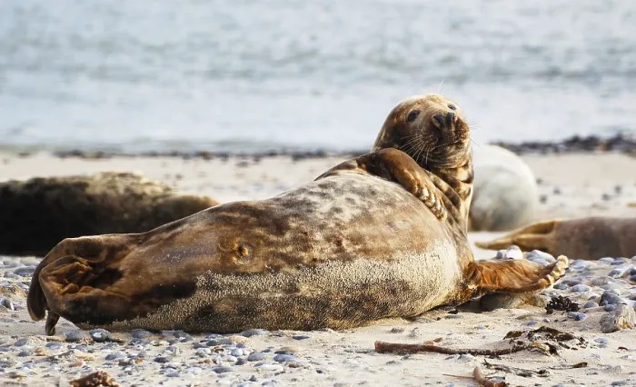 Framed Print : Grey seal (Halichoerus grypus)