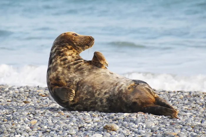 Framed Print : Grey seal (Halichoerus grypus)