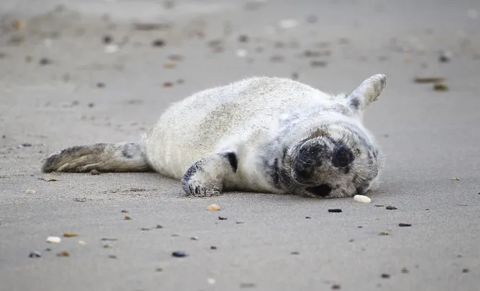 Framed Print : Grey seal (Halichoerus grypus)