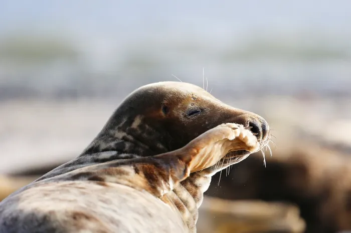 Framed Print : Grey seal (Halichoerus grypus)
