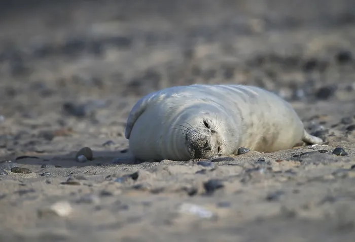 Framed Print : Grey seal (Halichoerus grypus)