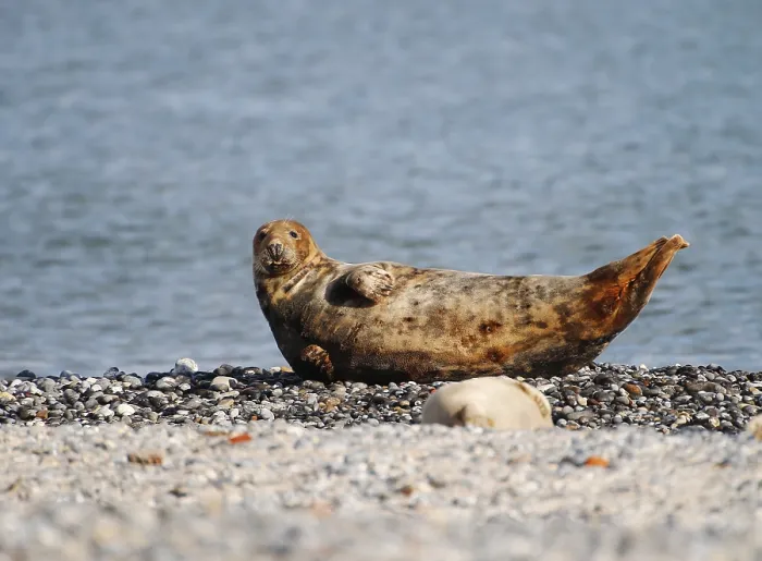 Framed Print : Grey seal (Halichoerus grypus)