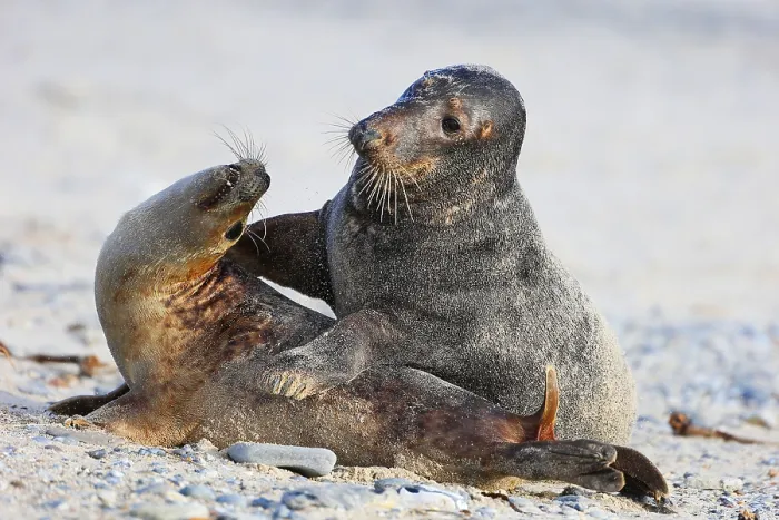 Framed Print : Grey seal (Halichoerus grypus)