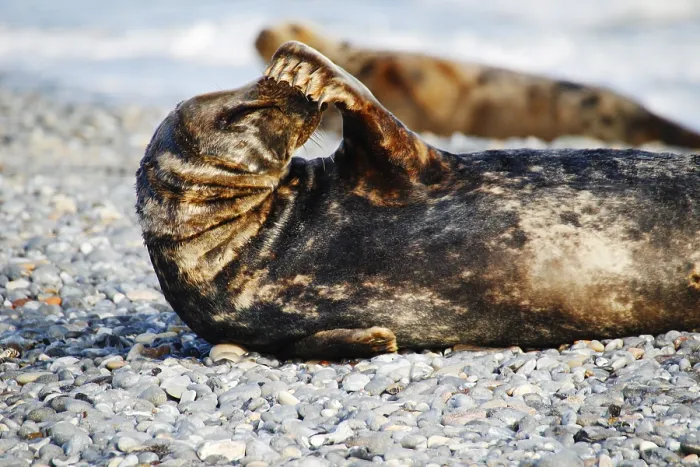 Framed Print : Grey seal (Halichoerus grypus)