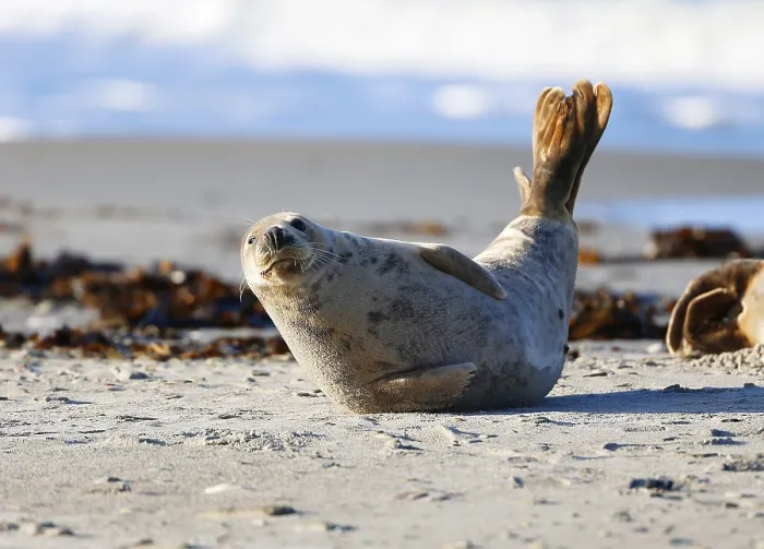 Framed Print : Grey seal (Halichoerus grypus)
