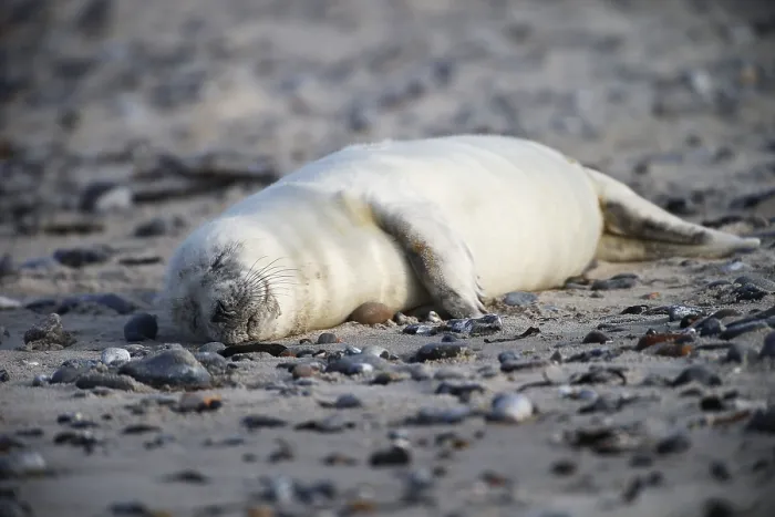 Framed Print : Grey seal (Halichoerus grypus)