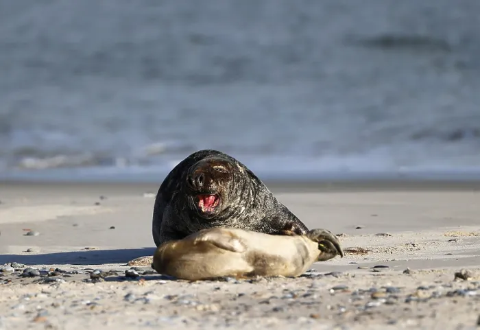 Framed Print : Grey seal (Halichoerus grypus)