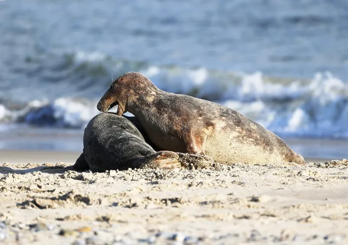 Framed Print : Grey seal (Halichoerus grypus)