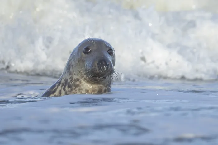 Framed Print : Grey seal (Halichoerus grypus) adult animal in the breaking waves of the sea