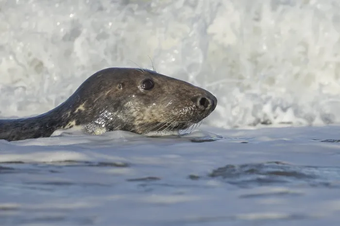 Framed Print : Grey seal (Halichoerus grypus) adult animal in the breaking waves of the sea