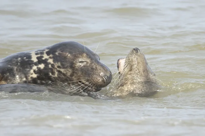 Framed Print : Grey seal (Halichoerus grypus) two adult marine mammals playing in the shallow waves of the sea Framed Print : Grey seal (Halichoerus grypus) two adult marine mammals playing in the shallow waves of the sea
