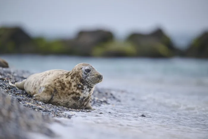 Framed Print : Grey seal (Halichoerus grypus) on the beach on the edge of the water with the sea in the background Framed Print : Grey seal (Halichoerus grypus) on the beach on the edge of the water with the sea in the background