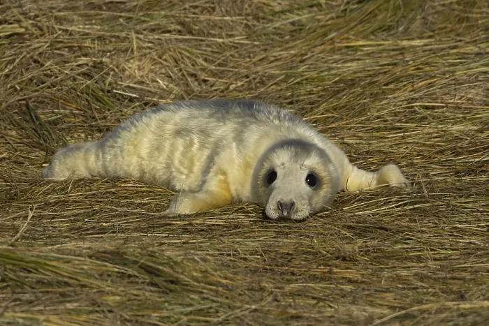 Framed Print : Grey seal (Halichoerus grypus) juvenile baby pup animal resting on a sand dune by a beach in winter Framed Print : Grey seal (Halichoerus grypus) juvenile baby pup animal resting on a sand dune by a beach in winter
